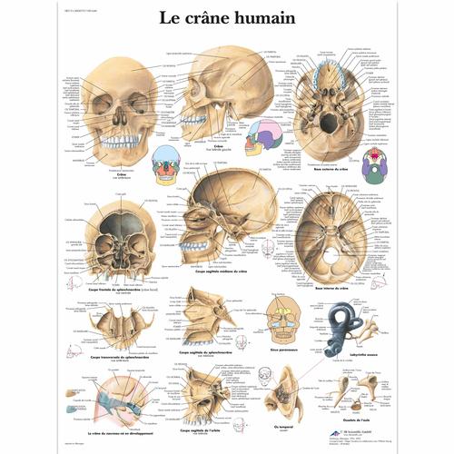 Le crâne humain, 1001640 [VR2131L], système Squelettique