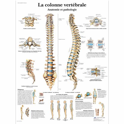 La colonne vertébrale, Anatomie et pathologie, 1001644 [VR2152L], système Squelettique