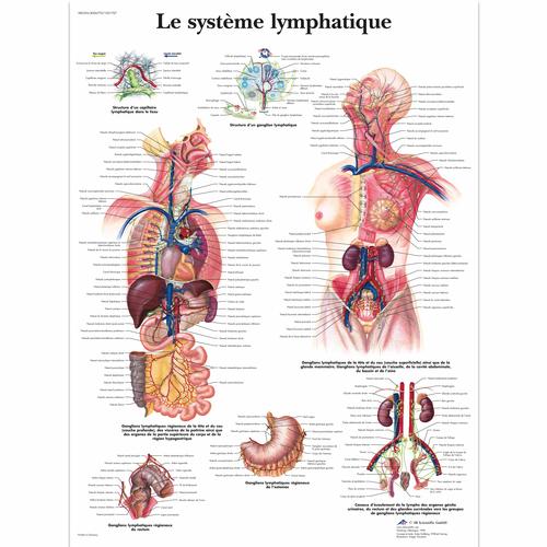 Le système lymphatique, 1001707 [VR2392L], Système lymphatique