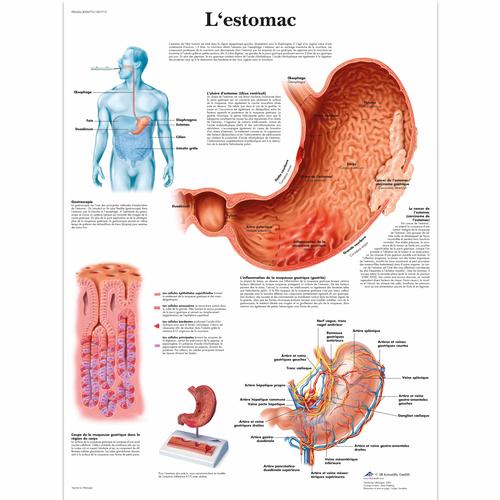 L'estomac, 4006773 [VR2426UU], Système digestif

