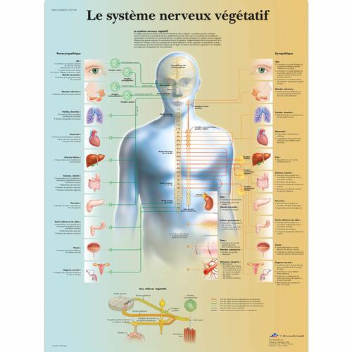Le système nerveux végétatif, 4006791 [VR2610UU], Cerveau et système nerveux