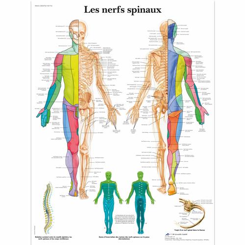 Les nerfs spinaux, 4006794 [VR2621UU], Cerveau et système nerveux
