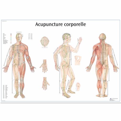 Acupuncture corporelle, 4006812 [VR2820UU], Modèles