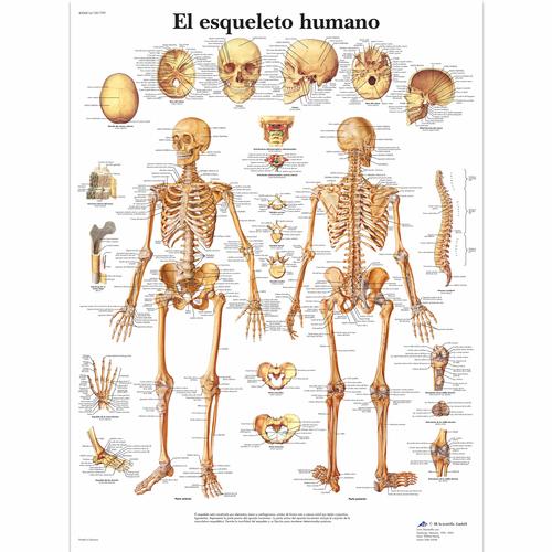 El esqueleto humano, 4006814 [VR3113UU], système Squelettique