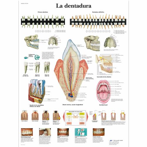 La dentadura, 1001839 [VR3263L], Dents