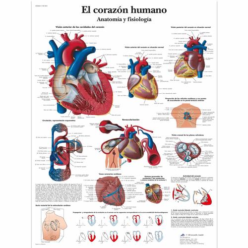 El corazón humano - Anatomía y fisiología, 1001853 [VR3334L], Éducation Santé du Coeur et Fitness