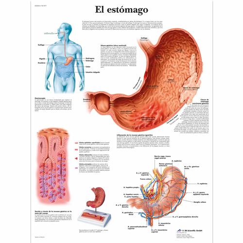 El estómago, 1001877 [VR3426L], Système digestif
