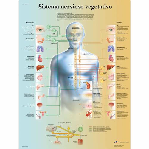 Sistema nervioso vegetativo, 4006870 [VR3610UU], Cerveau et système nerveux