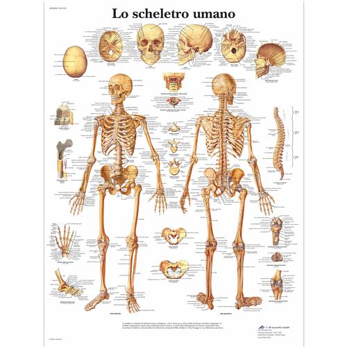 Lo scheletro umano, 4006896 [VR4113UU], système Squelettique