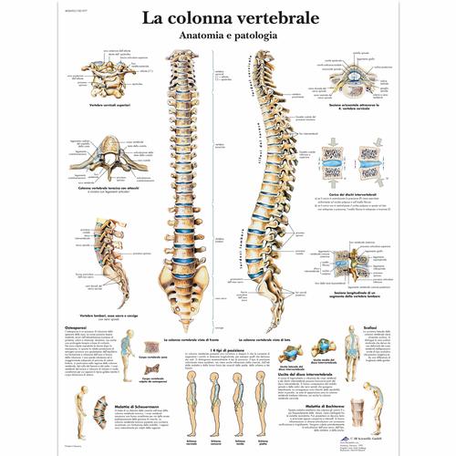 La colonna vertebrale, anatomia e patologia, 4006903 [VR4152UU], système Squelettique