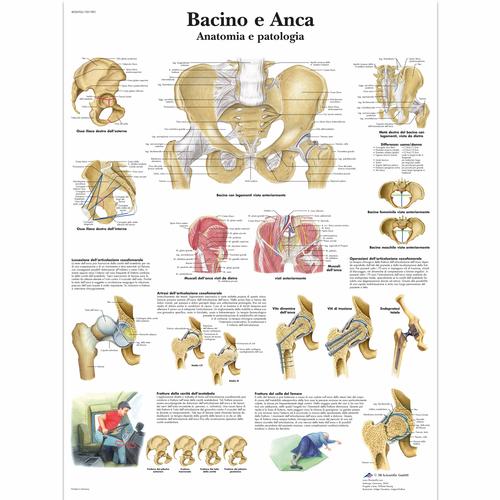 Bacino e Anca - Anatomia e patologia, 1001983 [VR4172L], système Squelettique