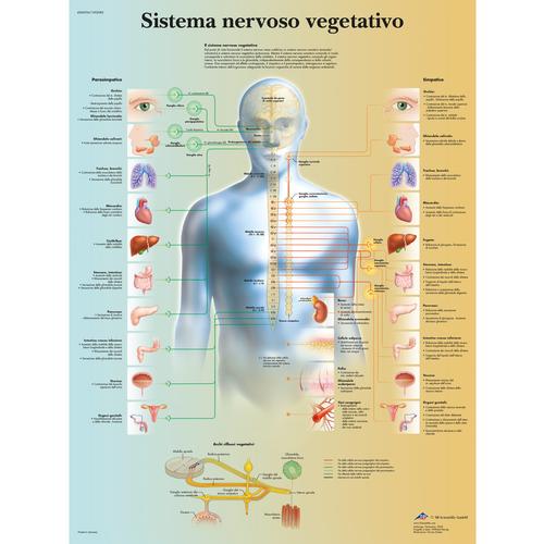 Sistema nervoso vegetativo, 1002083 [VR4610L], Cerveau et système nerveux
