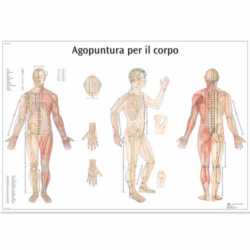 Agopuntura por il corpo, 1002133 [VR4820L], Modèles