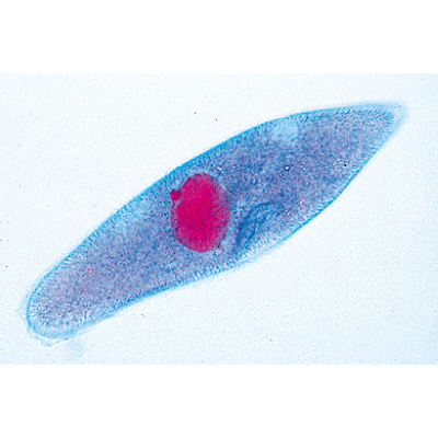 Protozoaire - Allemand, 1003847 [W13001], Lames microscopiques Allemand