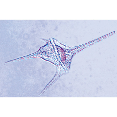 Protozoaire - Allemand, 1003847 [W13001], Préparations microscopiques LIEDER