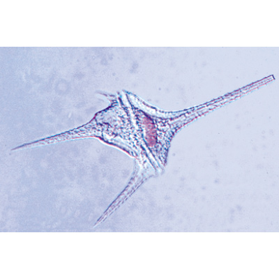 Protozoaire - Français, 1003848 [W13001F], Lames microscopiques Français