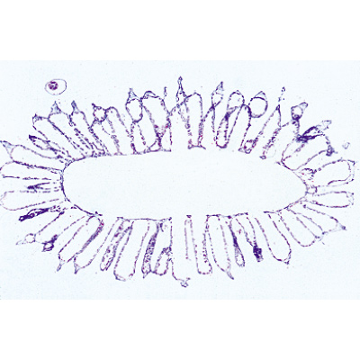 Cœlenterata et Porifera - Français, 1003852 [W13002F], Lames microscopiques Français