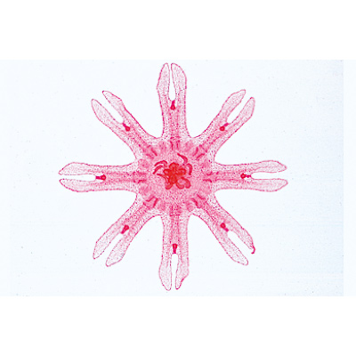 Cœlenterata et Porifera - Espagnol, 1003854 [W13002S], Lames microscopiques Espagnol