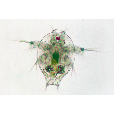 Crustacés - Allemand, 1003859 [W13004], Lames microscopiques Allemand
