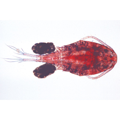 Crustacés - Allemand, 1003859 [W13004], Invertébrés (Invertebrata)