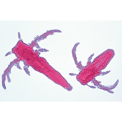 Crustacés - Portugais, 1003861 [W13004P], Lames microscopiques Portugais