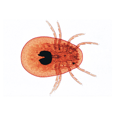 Arachnides et myriapodes - Espagnol, 1003866 [W13005S], Lames microscopiques Espagnol