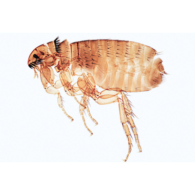 Insectes, série élémentaire grossie - Allemand, 1003867 [W13006], Invertébrés (Invertebrata)
