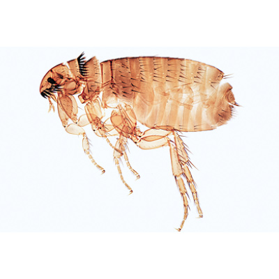 Insectes, série élémentaire grossie - Français, 1003868 [W13006F], Lames microscopiques Français