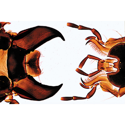 Insectes, série élémentaire grossie - Français, 1003868 [W13006F], Préparations microscopiques LIEDER