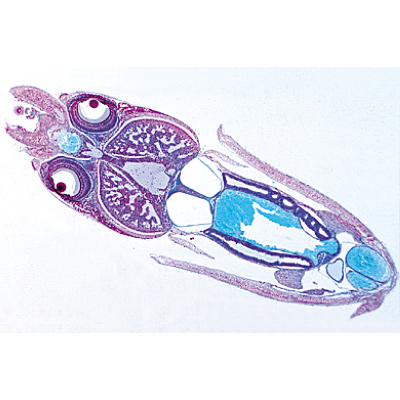Mollusques - Allemand, 1003871 [W13007], Lames microscopiques Allemand