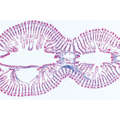 Mollusques - Allemand, 1003871 [W13007], Lames microscopiques Allemand