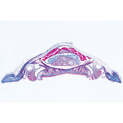Mollusques - Espagnol, 1003874 [W13007S], Lames microscopiques Espagnol