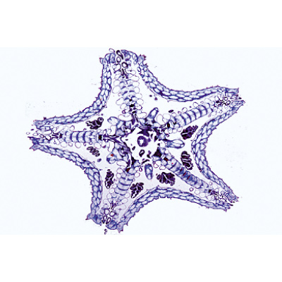 Échinoderme, bryozoaires et brachiopodes - Français, 1003876 [W13008F], Préparations microscopiques LIEDER