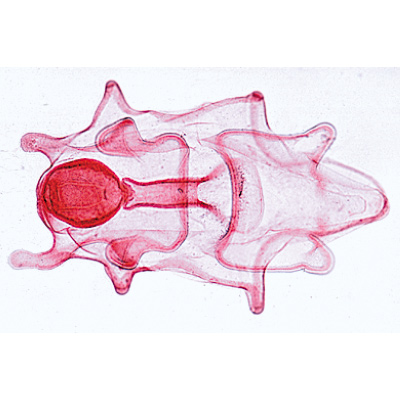 Échinoderme, bryozoaires et brachiopodes - Français, 1003876 [W13008F], Lames microscopiques Français