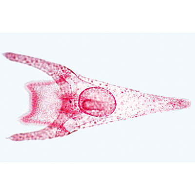 Échinoderme, bryozoaires et brachiopodes - Espagnol, 1003878 [W13008S], Lames microscopiques Espagnol