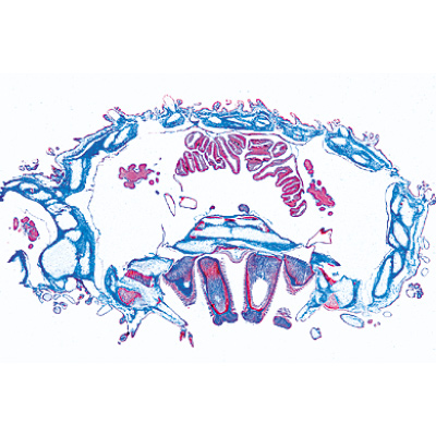Échinoderme, bryozoaires et brachiopodes - Espagnol, 1003878 [W13008S], Lames microscopiques Espagnol