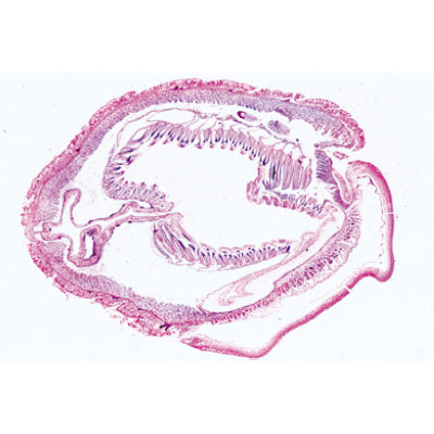 Céphalocordés (Acrania) - Allemand, 1003879 [W13009], Lames microscopiques Allemand
