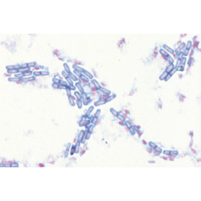Série de base de bactéries - Allemand, 1003884 [W13011], Préparations microscopiques LIEDER