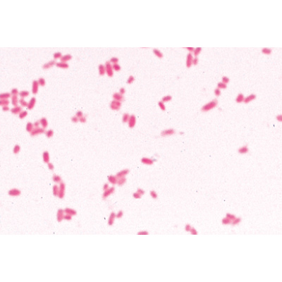 Série de base de bactéries - Français, 1003885 [W13011F], Préparations microscopiques LIEDER