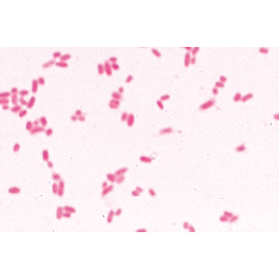 Série de base de bactéries - Portugais, 1003886 [W13011P], Préparations microscopiques LIEDER