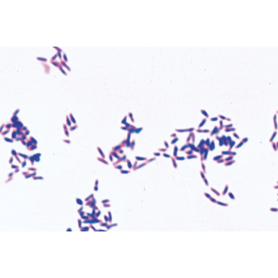 Série de base de bactéries - Portugais, 1003886 [W13011P], Préparations microscopiques LIEDER