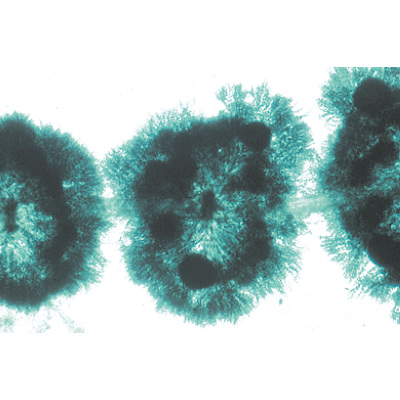 Algues - Allemand, 1003888 [W13012], Préparations microscopiques LIEDER