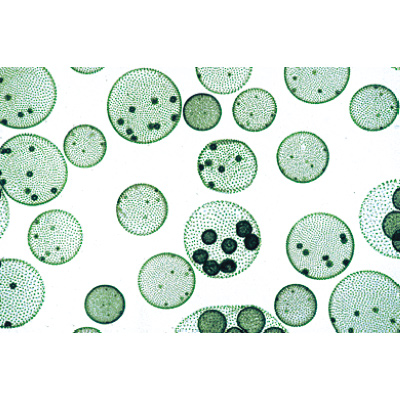 Algues - Français, 1003889 [W13012F], Lames microscopiques Français