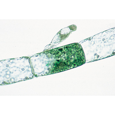 Algues - Français, 1003889 [W13012F], Lames microscopiques Français