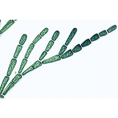 Algues - Espagnol, 1003891 [W13012S], Préparations microscopiques LIEDER