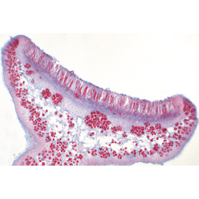 Champignons et lichens - Allemand, 1003892 [W13013], Préparations microscopiques LIEDER