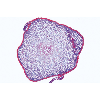 Bryophytes (sphaignes et mousses) - Français, 1003897 [W13014F], Lames microscopiques Français