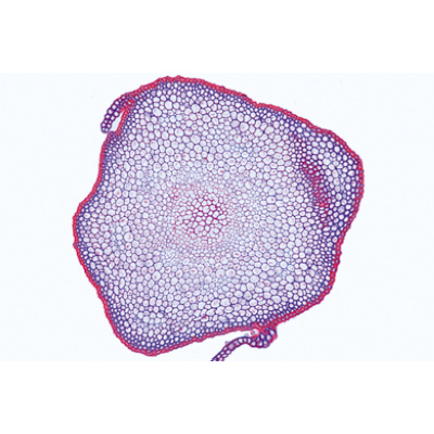 Bryophytes (sphaignes et mousses) - Espagnol, 1003899 [W13014S], Lames microscopiques Espagnol