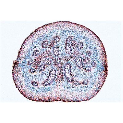 Pteridophytes (fougères et alliés) - Français, 1003901 [W13015F], Préparations microscopiques LIEDER