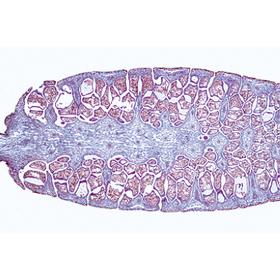 Pteridophytes (fougères et alliés) - Espagnol, 1003903 [W13015S], Lames microscopiques Espagnol
